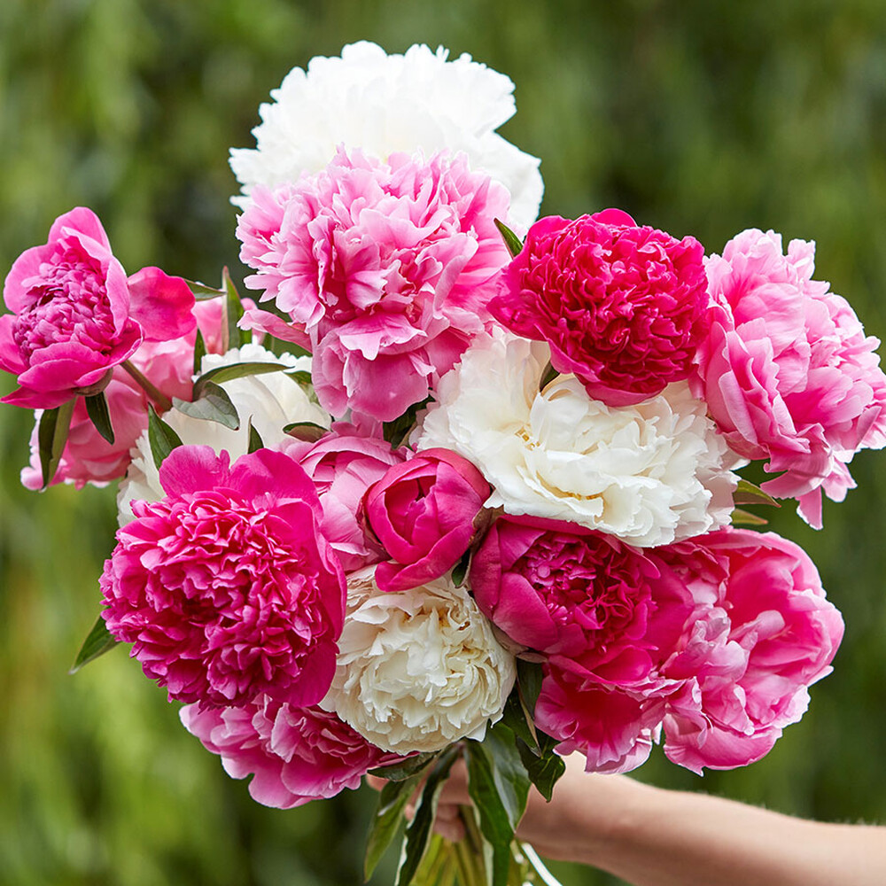 Peony Roots (Fall-Planted) - Jumbo Mix