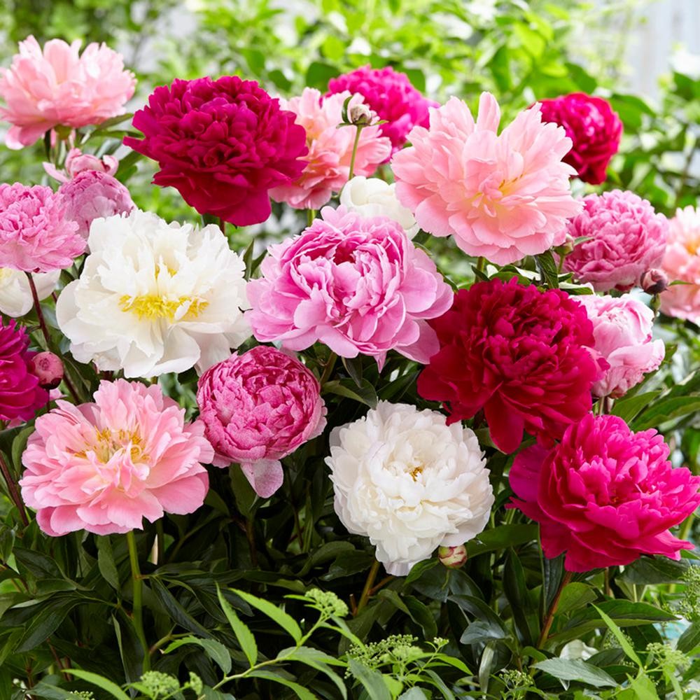 Peony Roots (Fall-Planted) - Mix