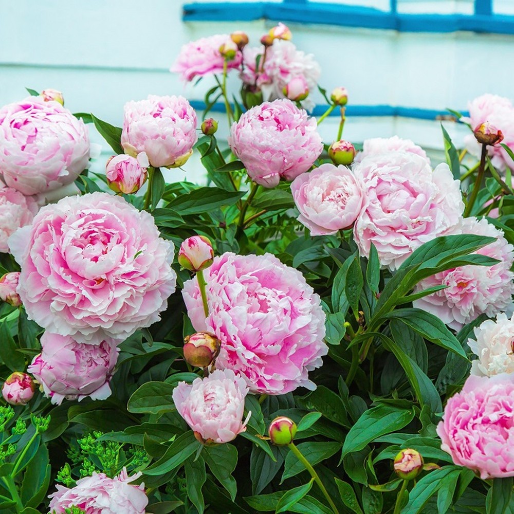 Peony Roots (Fall-Planted) - Myrtle Gentry