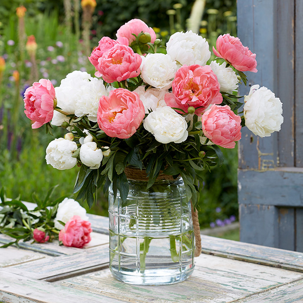 Peony Roots (Fall-Planted) - Peach & Cream Mix