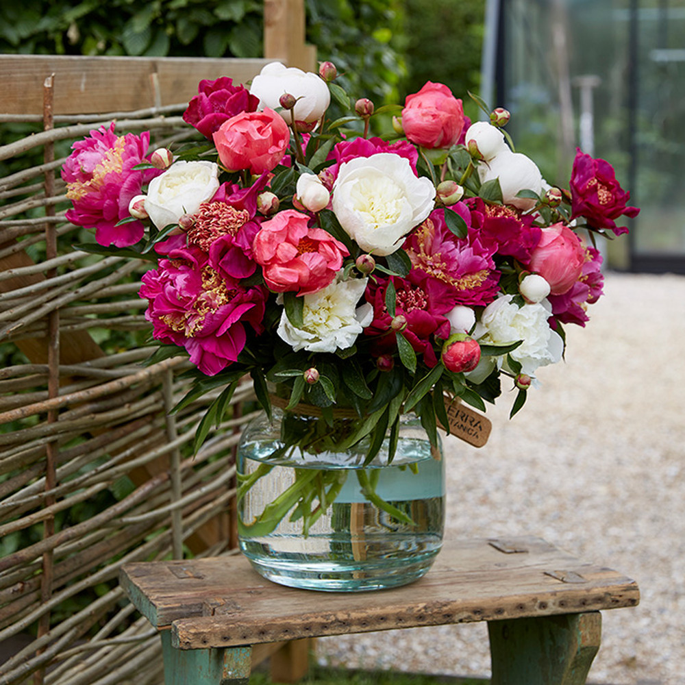 Peony Roots (Fall-Planted) - Pink & White Mix