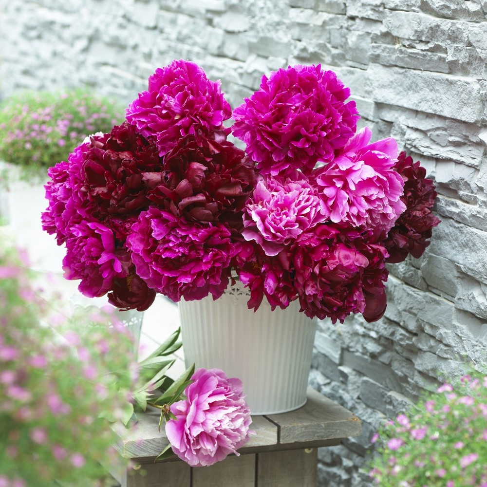 Peony Roots (Fall-Planted) - Pink Mix