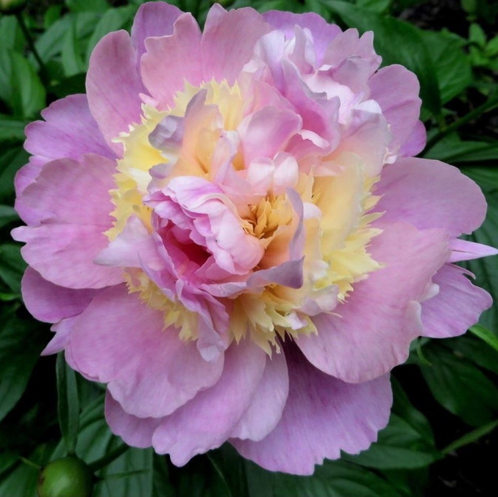 Peony Roots (Fall-Planted) - Raspberry Sundae