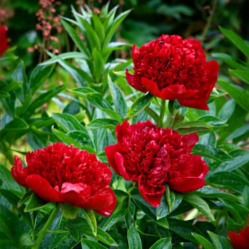 Peony Roots (Fall-Planted) - Red Charm
