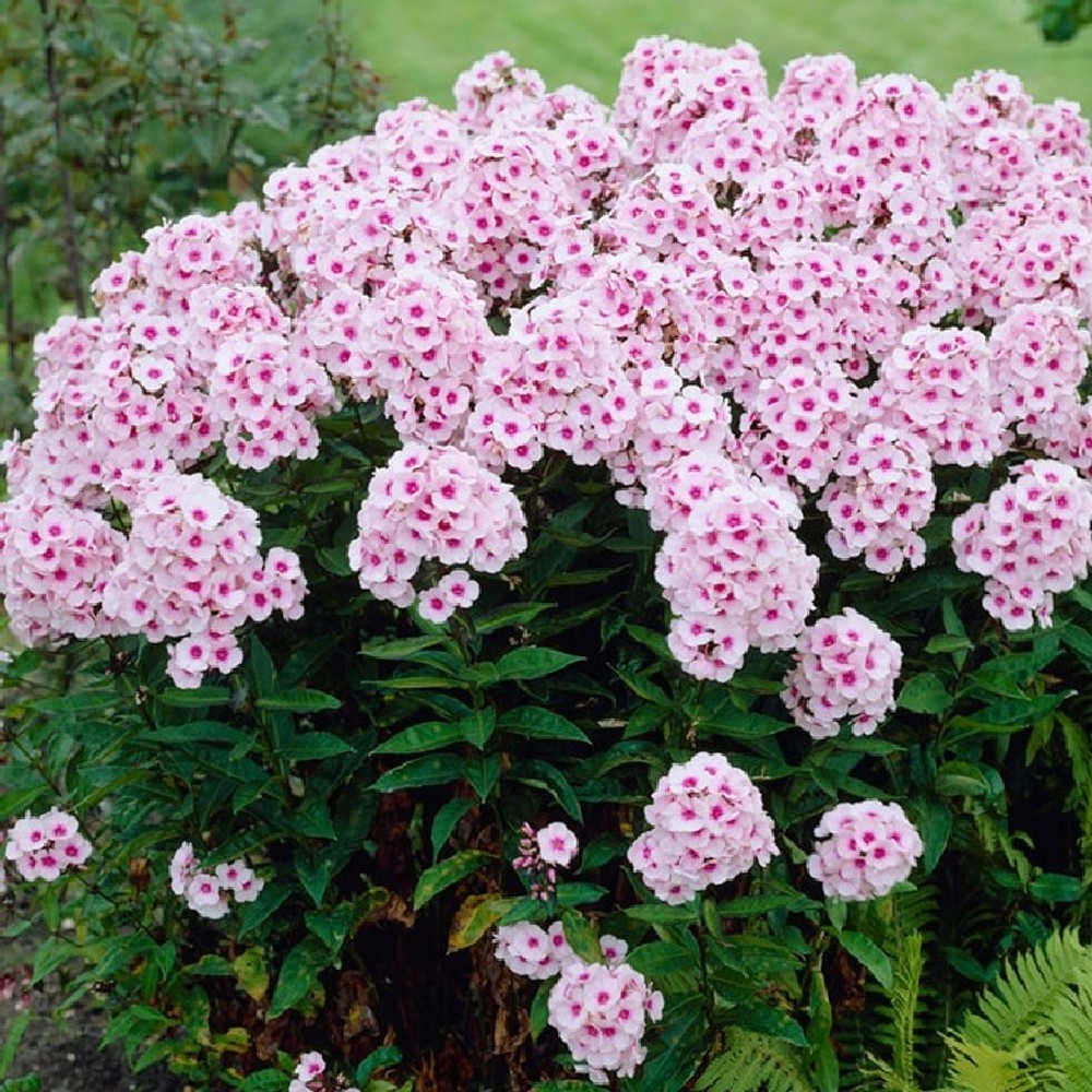 Phlox Roots - Bright Eyes