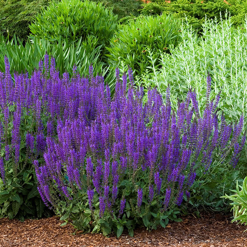 Salvia (Sage) Roots - May Night