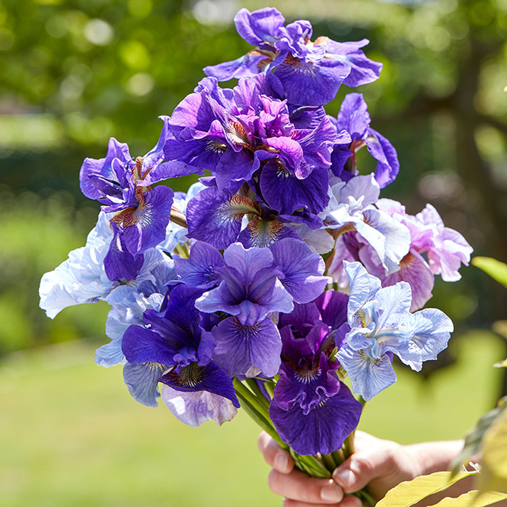 Siberian Iris Roots (Fall-Planted) - Blue Mix