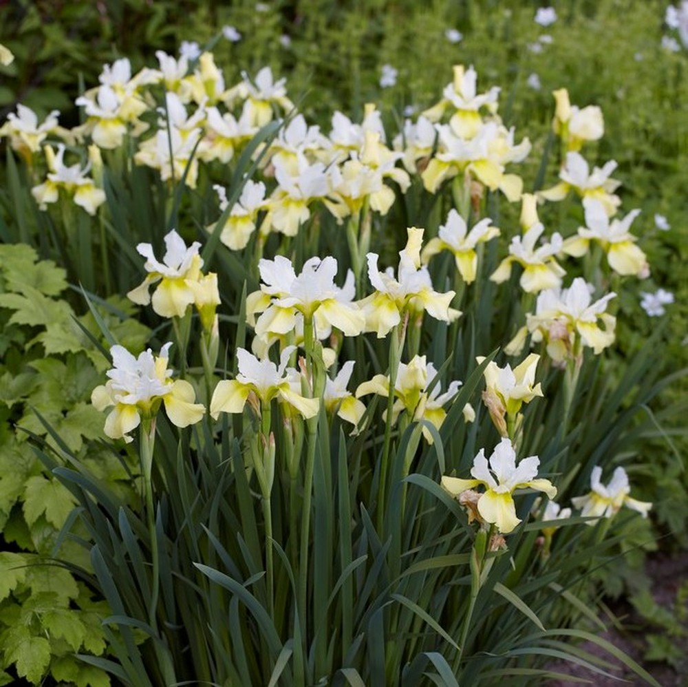 Siberian Iris Roots (Fall-Planted) - Butter and Sugar