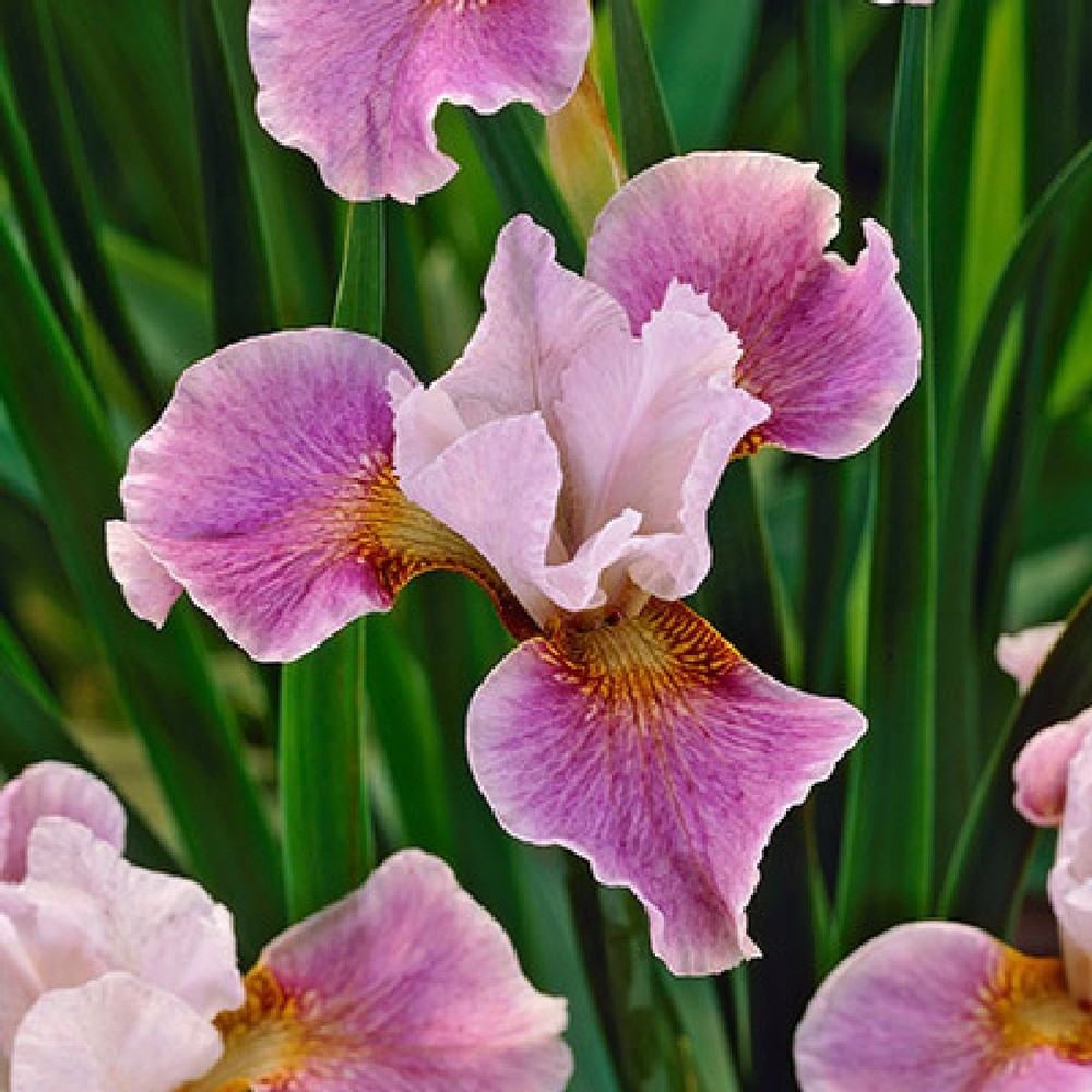 Siberian Iris Roots (Fall-Planted) - Dance Ballerina Dance