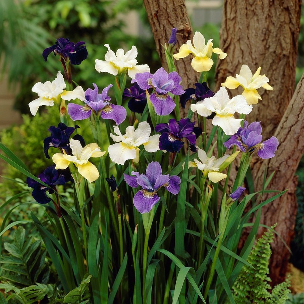Siberian Iris Roots (Fall-Planted) - Mix