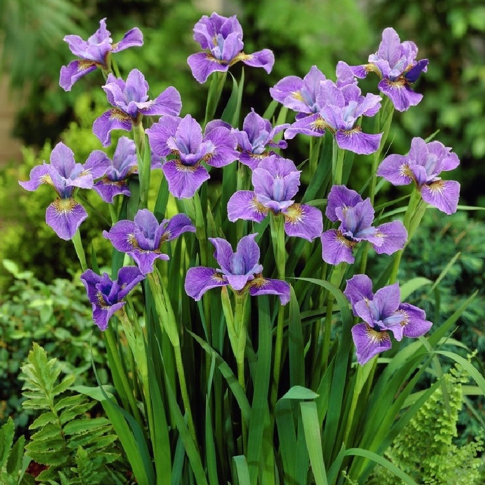 Siberian Iris Roots (Spring-Planted) - Purple