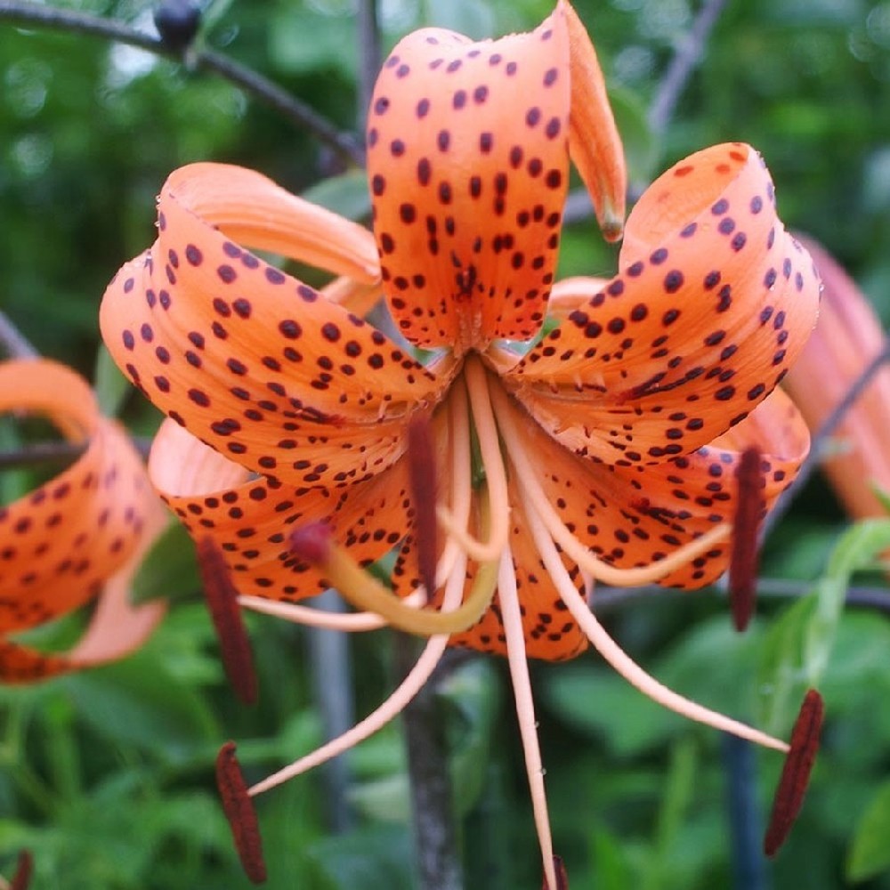 Tiger Lily Bulbs (Fall-Planted) - Tigrinum Splendens