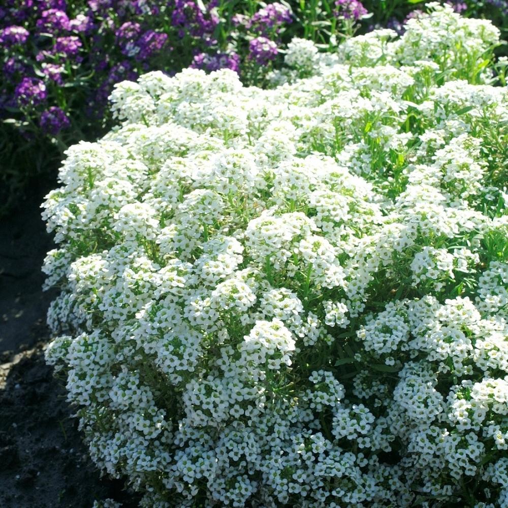 Alyssum Seeds - Tiny Tim