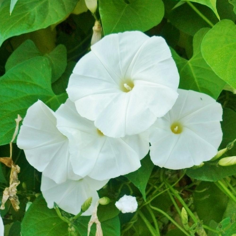 Morning Glory Seeds - Pearly Gates