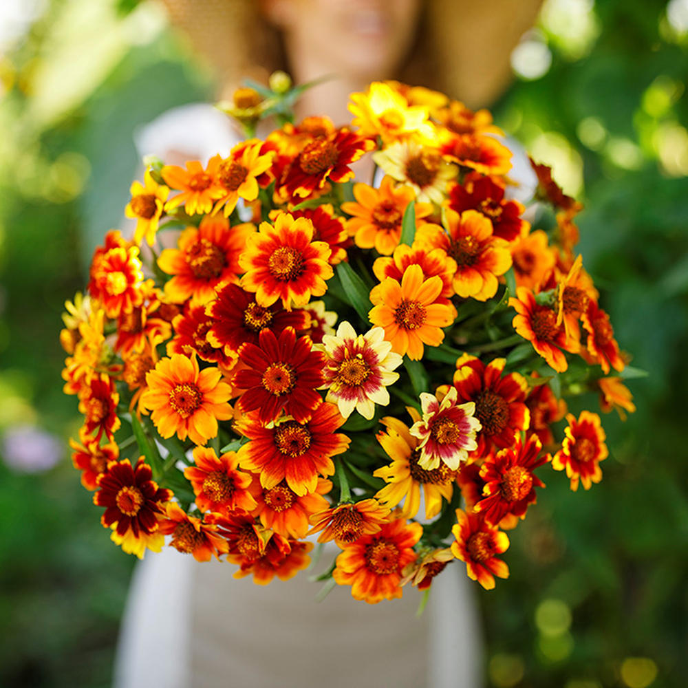 Zinnia Seeds - Old Mexico