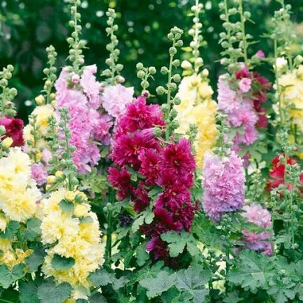 Hollyhock Seeds (Dwarf) - Queeny Mix