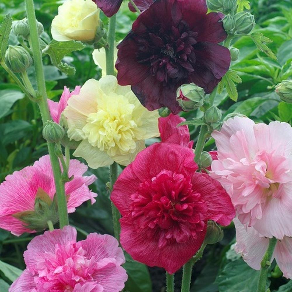 Hollyhock Seeds - Majorette Double Mixed