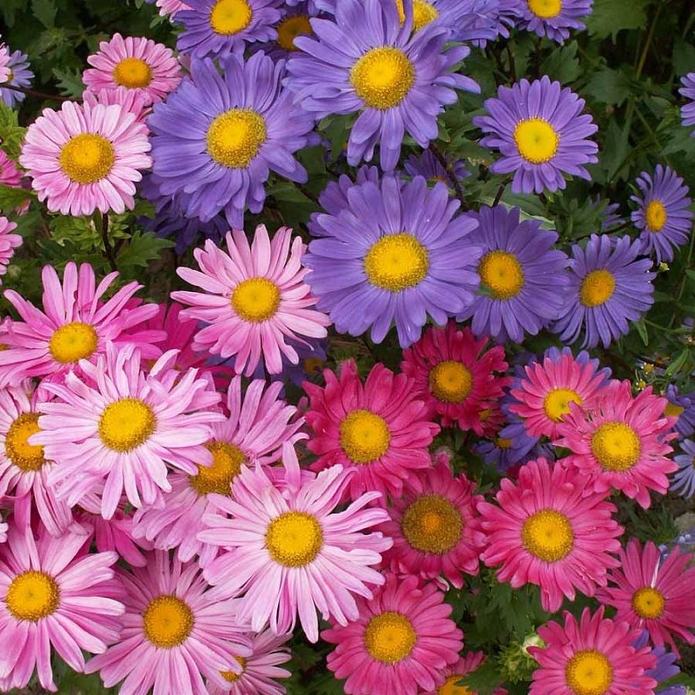 China Aster Seeds - Single Mix