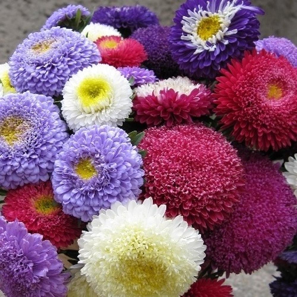 Aster Seeds (Pompon) - Rubens Mix