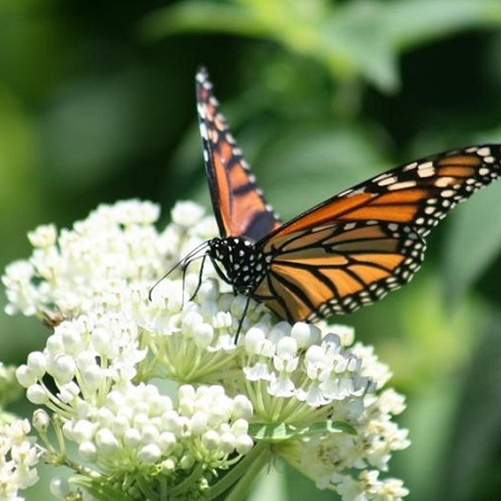Swamp Milkweed - White