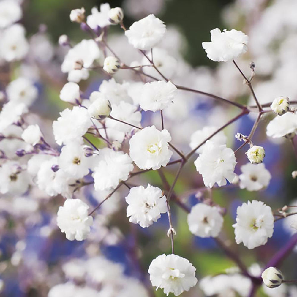 Babys Breath Seeds (Perennial) - Snowflake