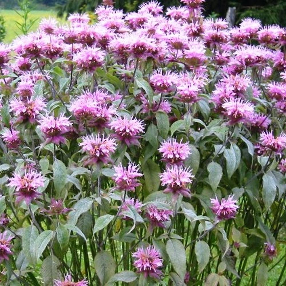 Bee Balm/Wild Bergamot Seeds