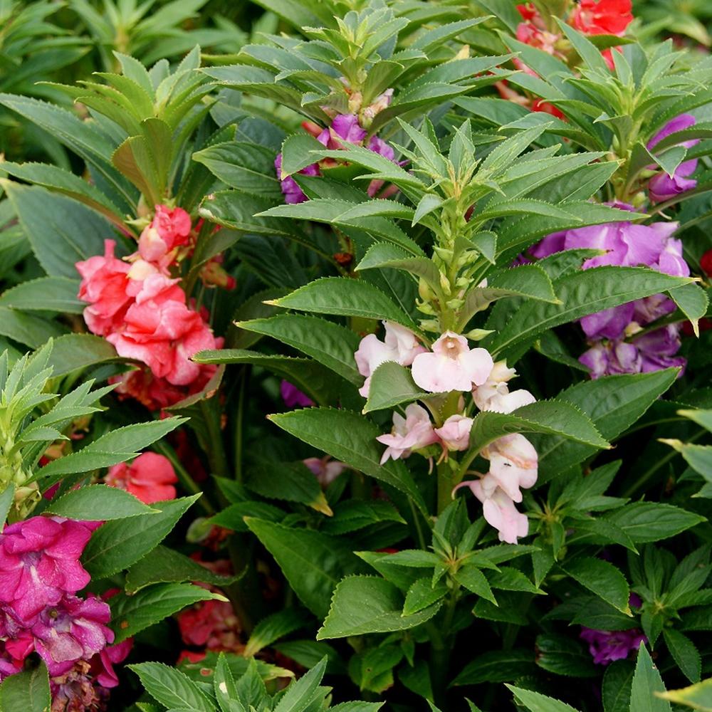 Impatiens Seeds - Bush Mixed