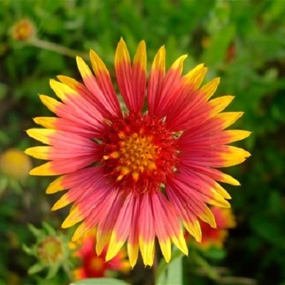Indian Blanket Seeds