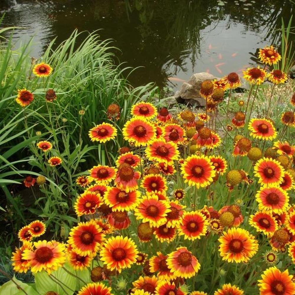 Blanket Flower Seeds