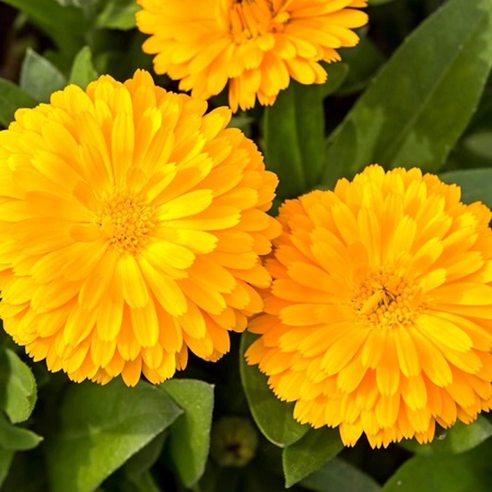 Calendula Seeds - Pacific Beauty Yellow