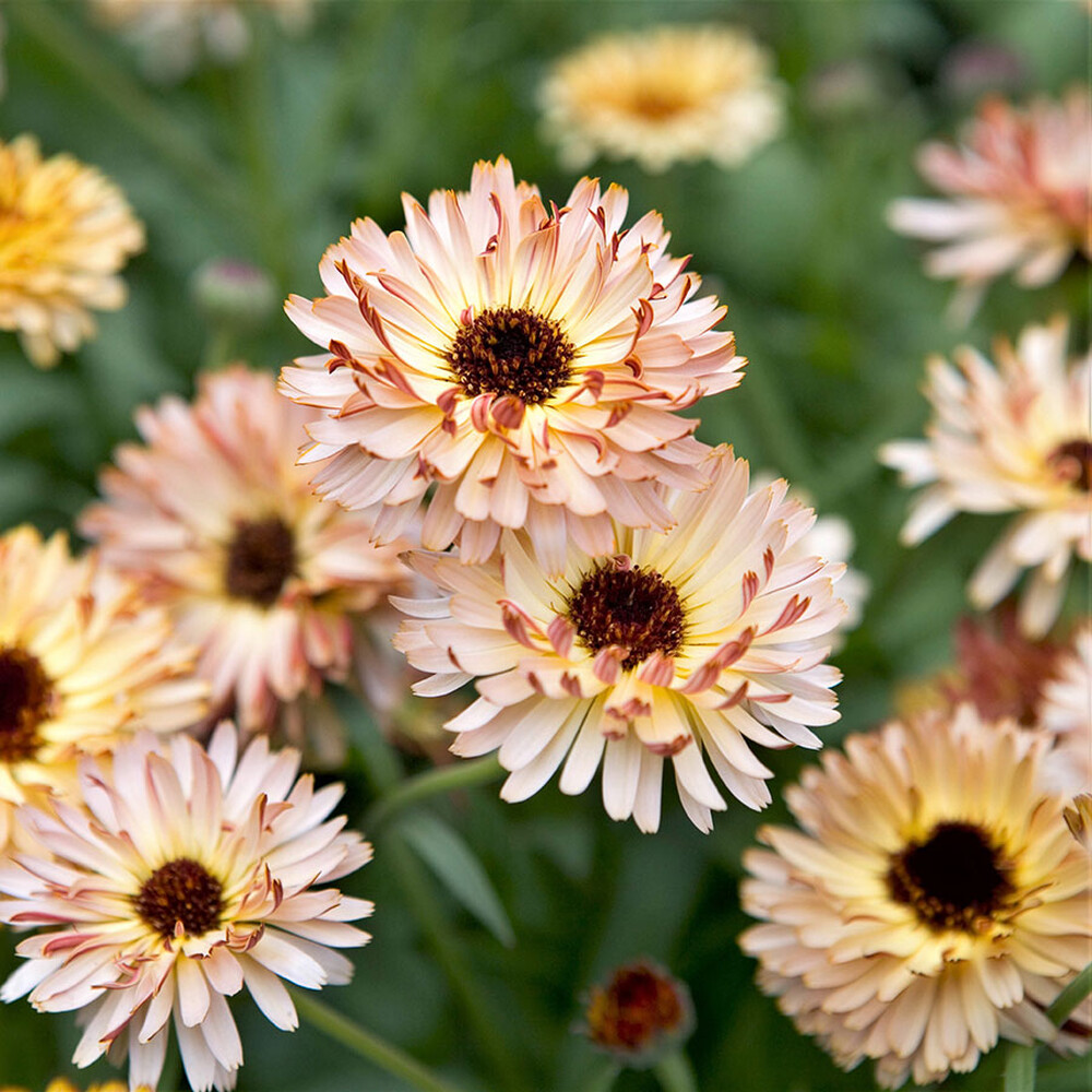 Calendula Seeds - Sunset Buff