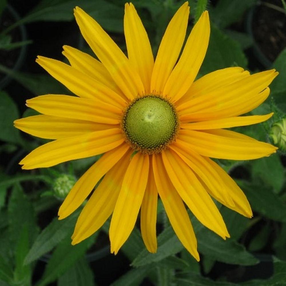Black Eyed Susan Seeds - Green Eyes