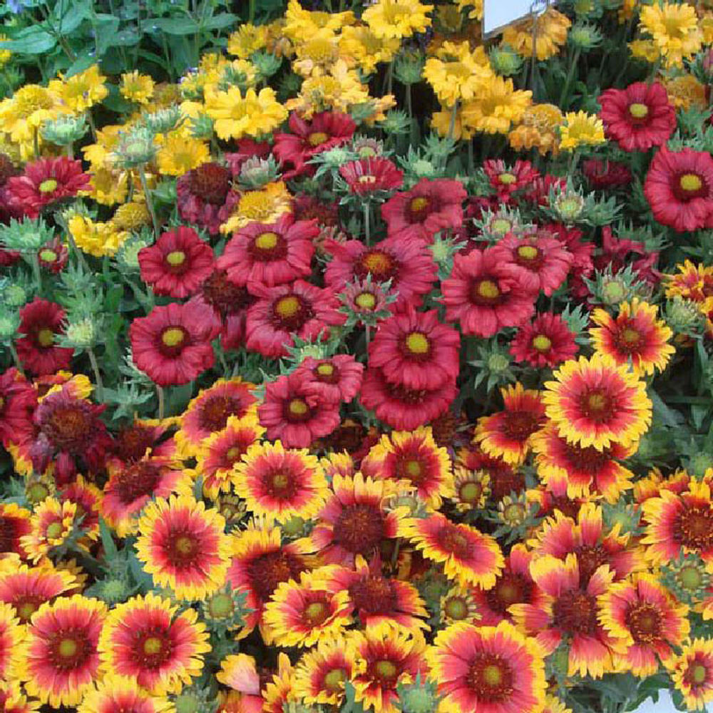 Blanket Flower Seeds - Single Mix