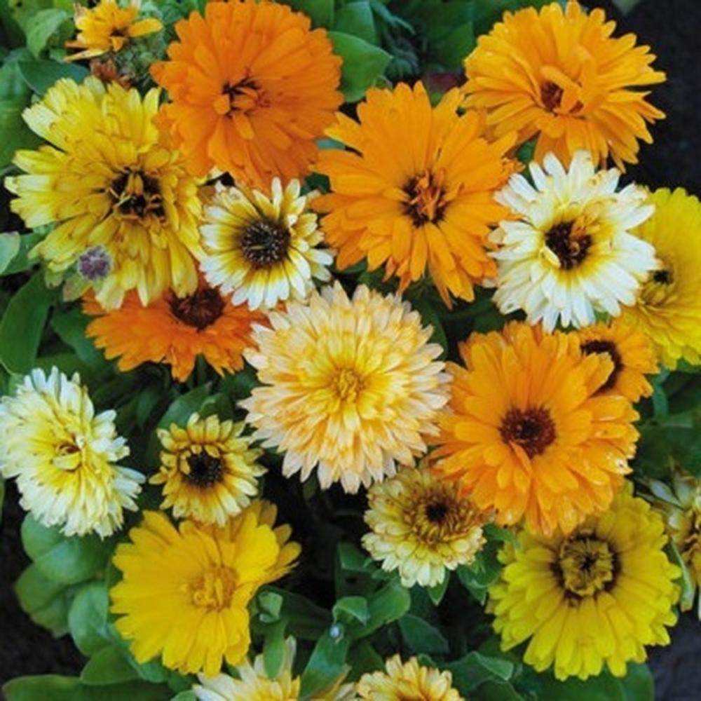 Calendula Seeds (Dwarf) - Fiesta Gitana