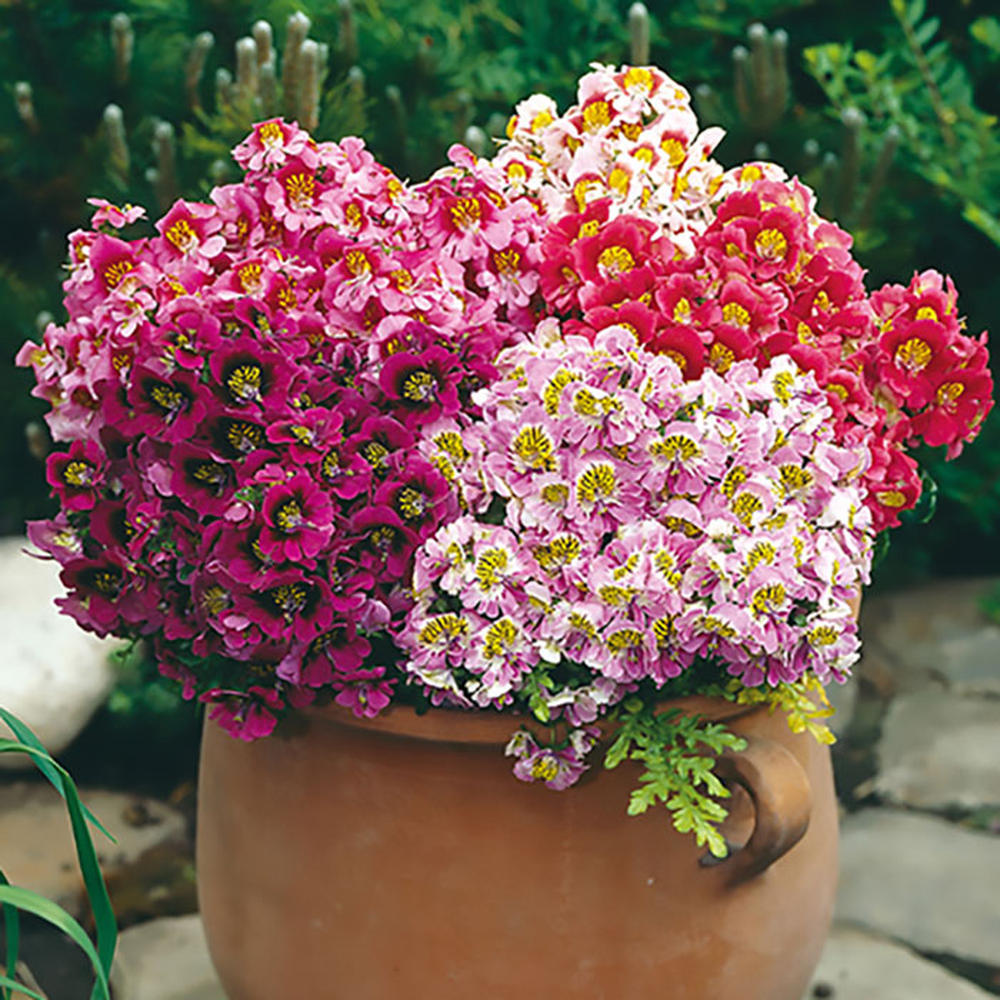 Butterfly Flower - Angel Wings Mix