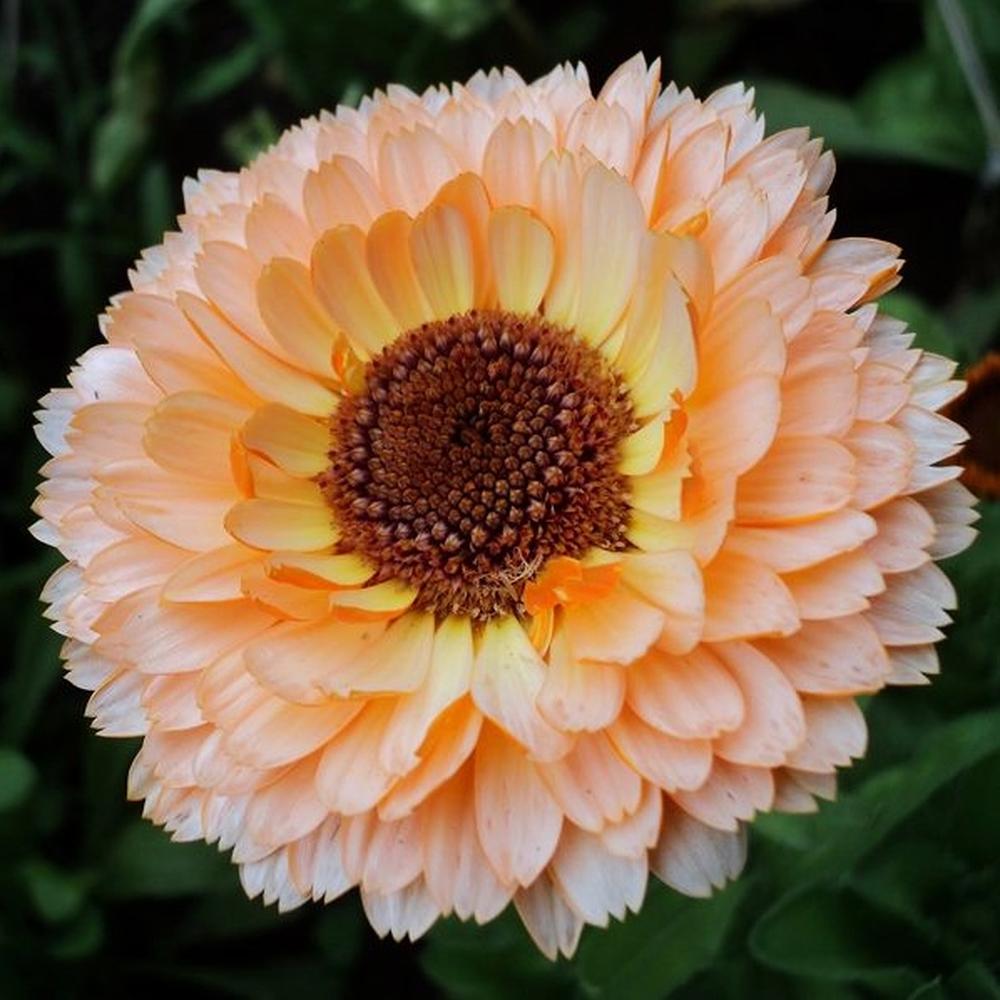 Calendula Seeds - Pink Surprise