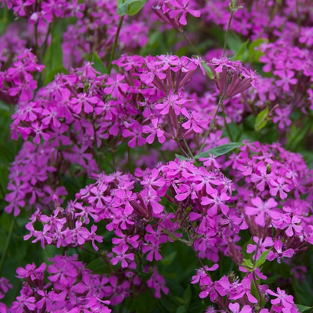 Catchfly Seeds