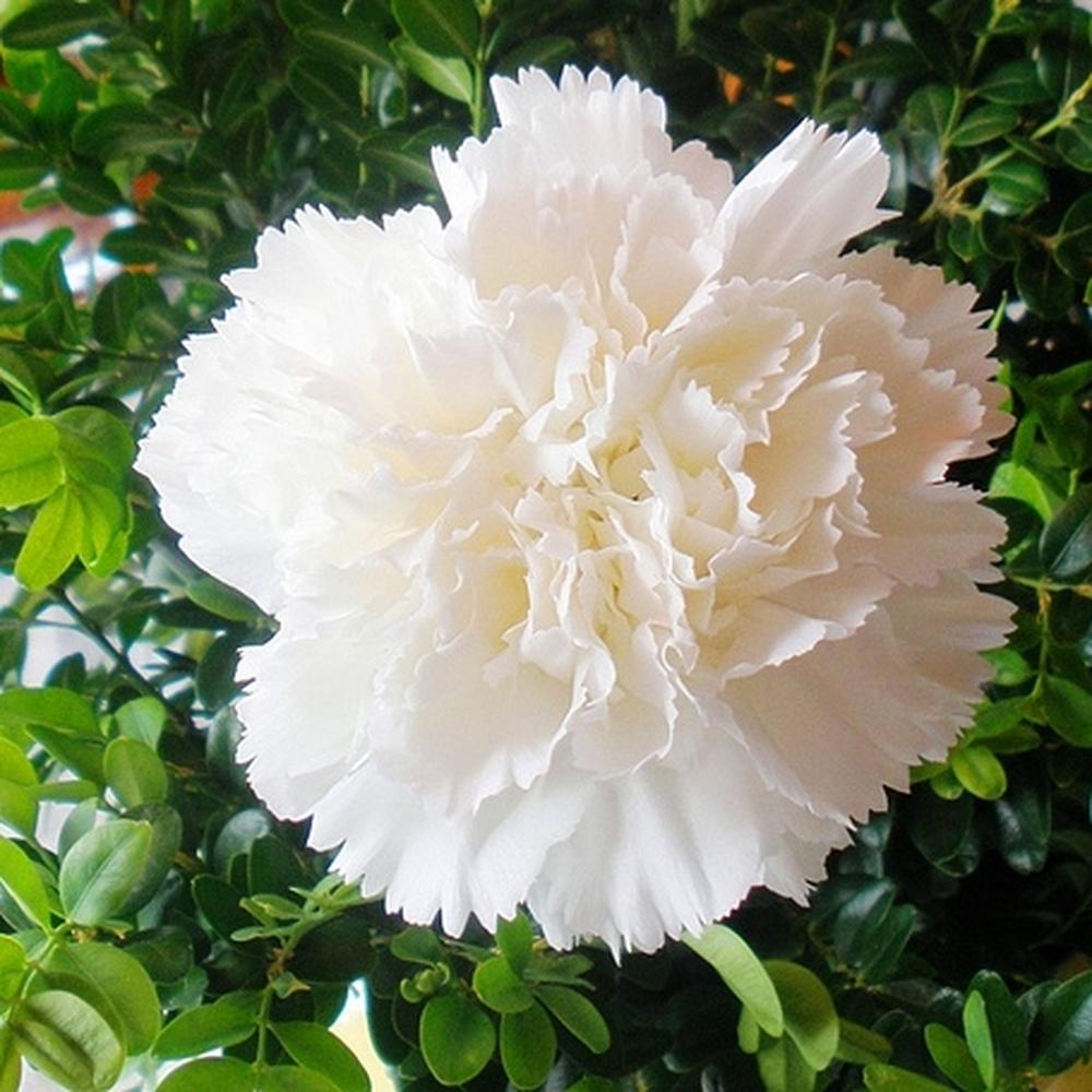 Carnation Seeds - Jeanne Dionis