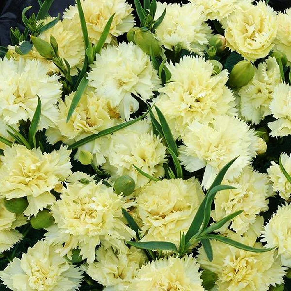 Carnation Seeds - Marie Chabaud