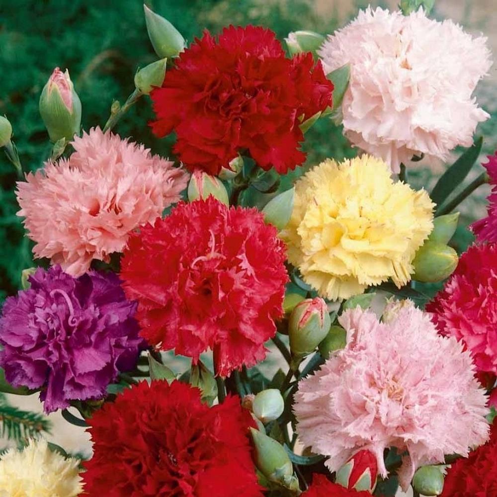 Carnation Seeds - Chabaud Mix