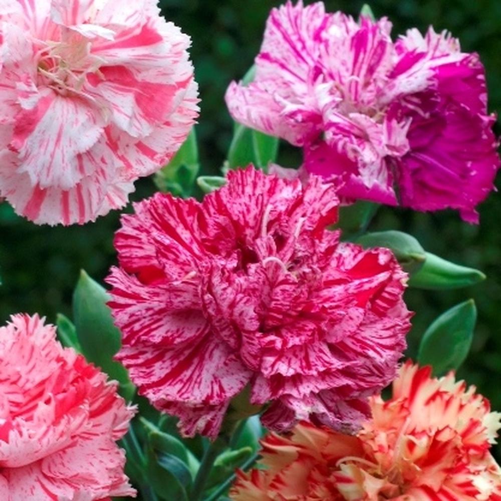 Carnation Seeds - Picotee Mix