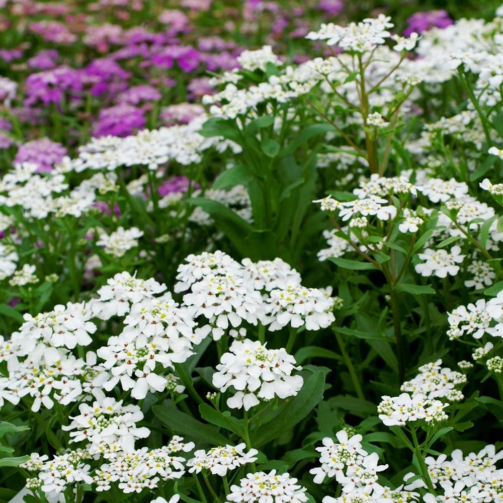 Candytuft Seeds - Empress
