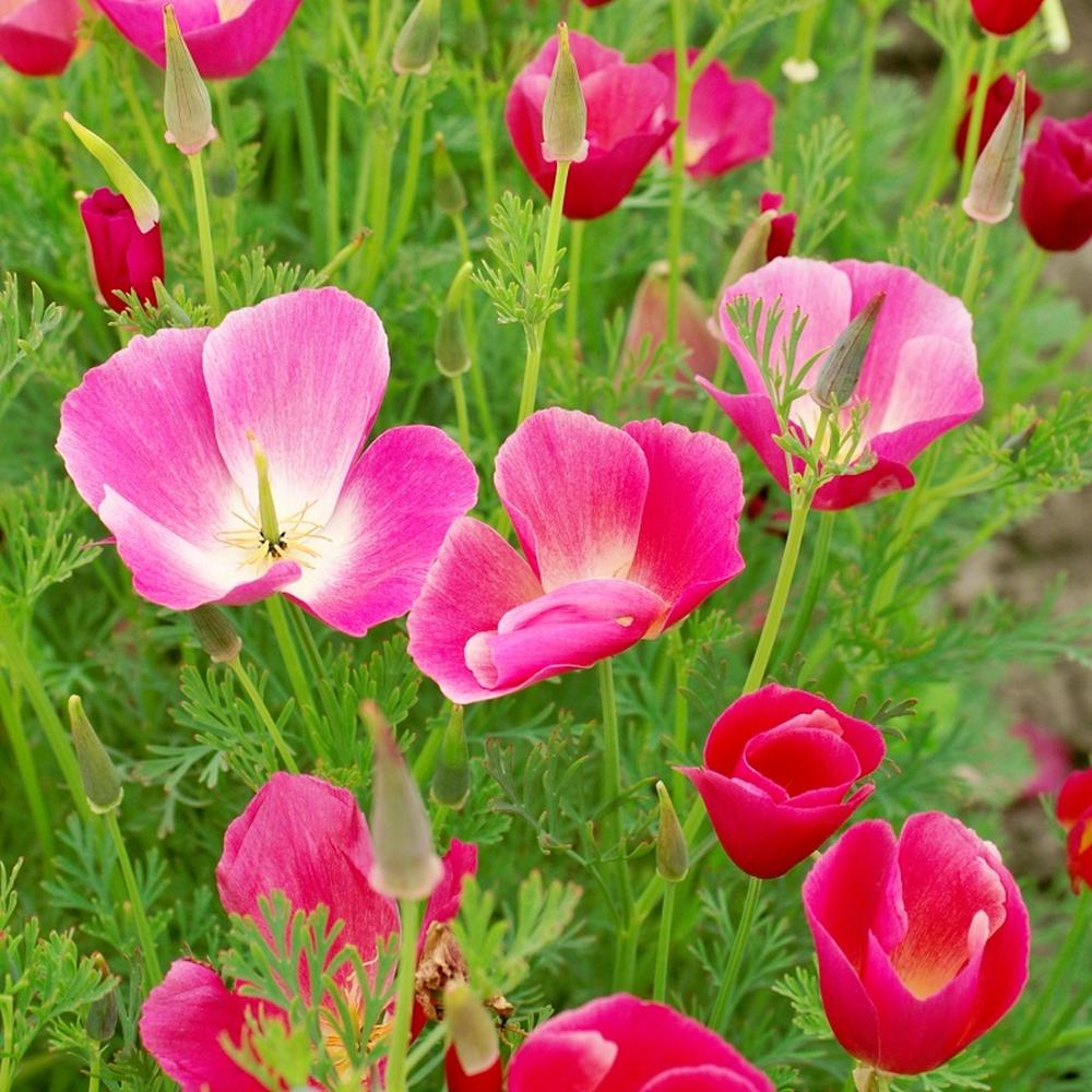 California Poppy Seeds - Carmine King