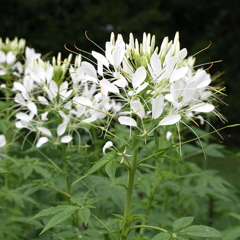 Cleome Seeds - White Queen