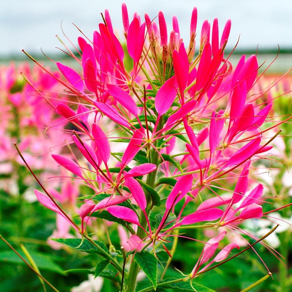 Cleome Seeds - Cherry Queen