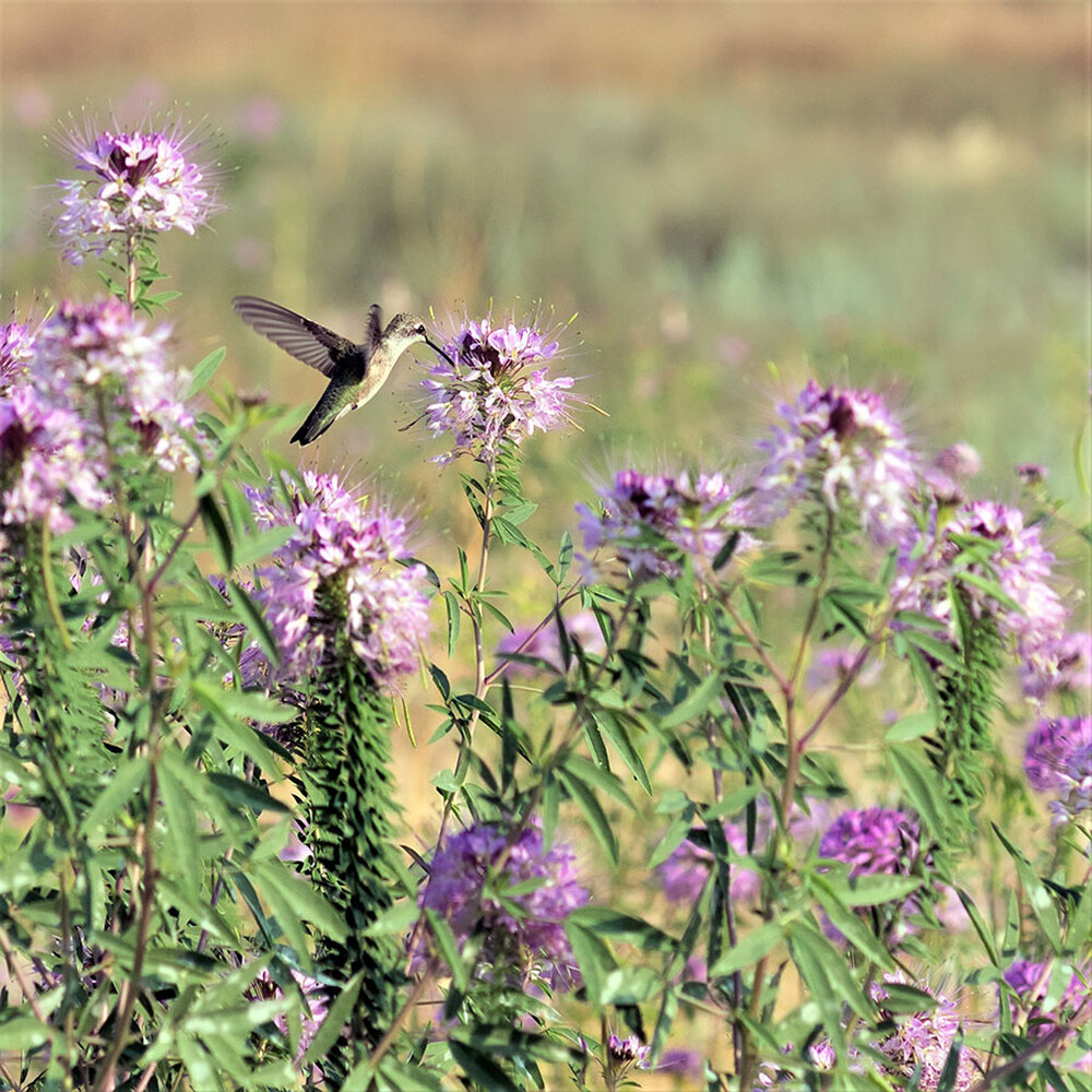 Rocky Mountain Beeplant (Wild Cleome)