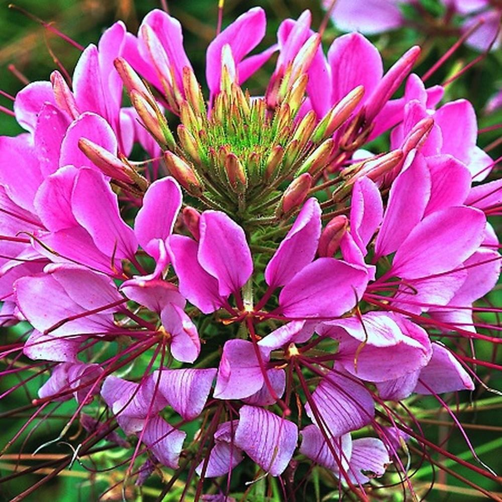Cleome Seeds - Mauve Queen