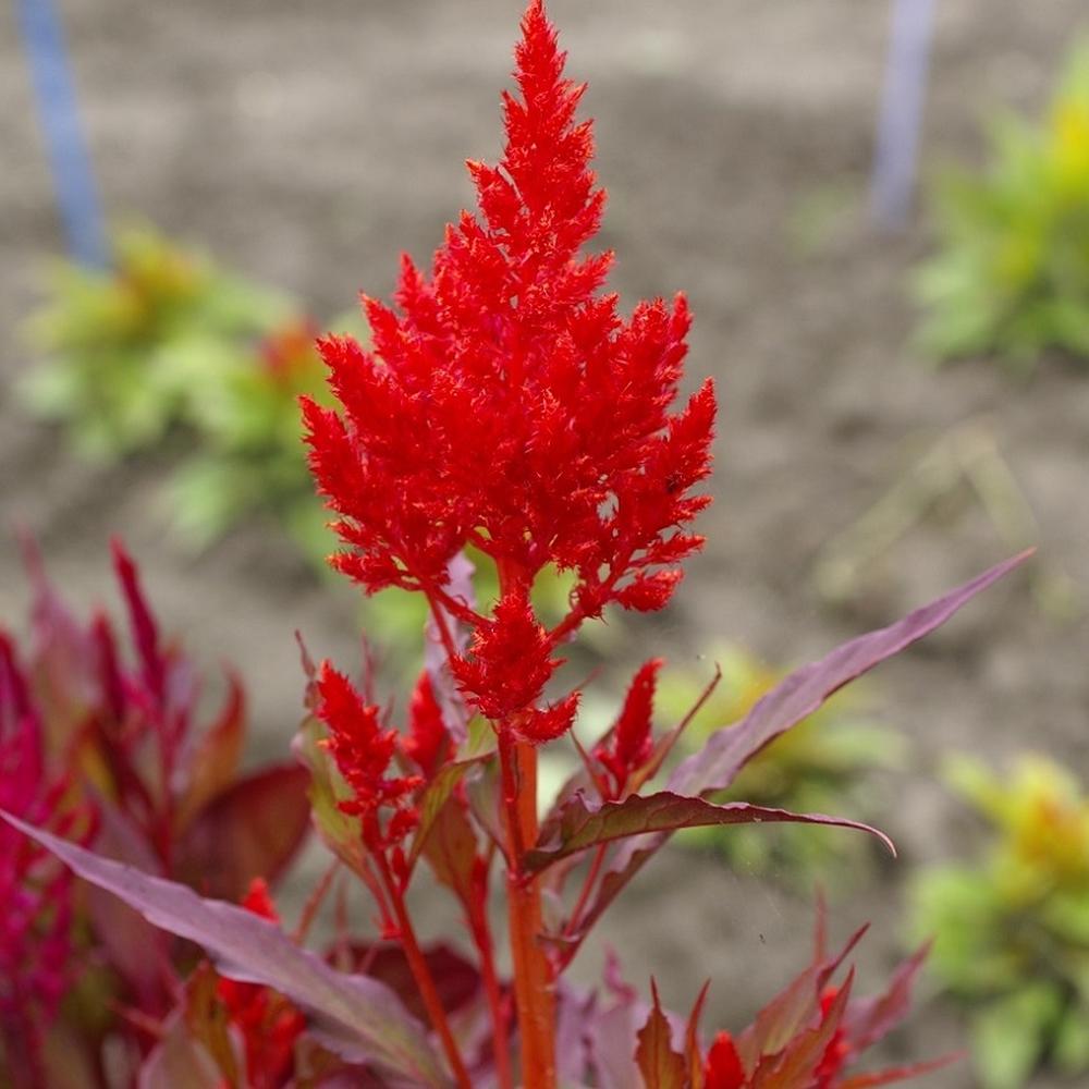 Celosia Seeds - Forest Fire