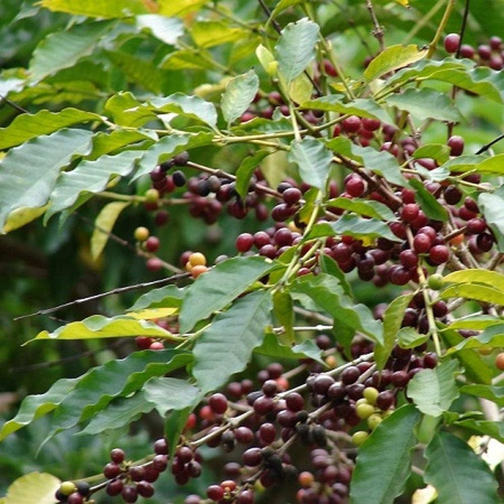 Coffee Seeds