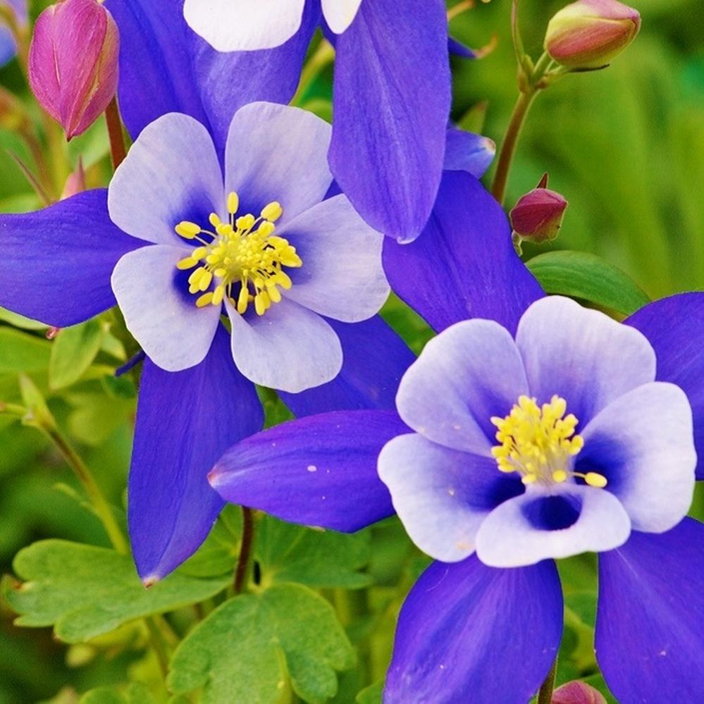 Columbine Seeds - Blue Star